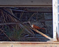 giant kingfisher