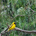 Southern Masked Weaver
