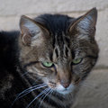 narla.jpg