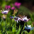 DSC00248.jpg