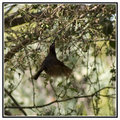 Amethyst sunbird