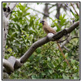 Speckled Mousebird with Berry