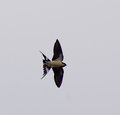 swallow16.jpg