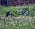 heron.jpg