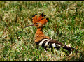 African Hoopoe