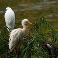 egret.jpg