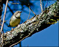 Bar Throated Apalis