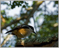 Southern BouBou