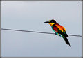 European Bee-Eater