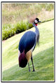 crane1.jpg