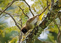 bulbul.jpg
