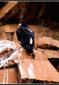 Verreaux Eagle