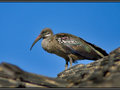 hadeda Ibis