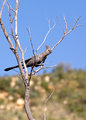 Grey Go-Away-Bird