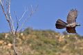 Gey goway bird in flight