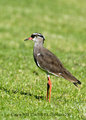 Crowned Lapwing