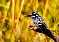 Pied Kingfisher