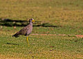 Wattled Lapwing