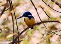 half collared kingfisher