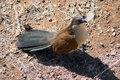 Burchells coucal