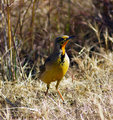 Cape Longclaw