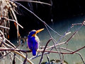 malachite Kingfisher