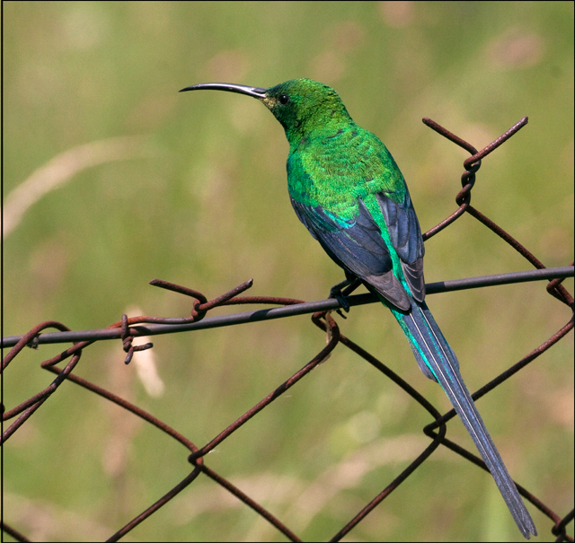 malachite-Sunbird.jpg
