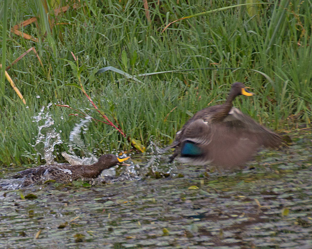 yellowbill duck protecting her babies