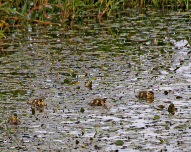 ducklings