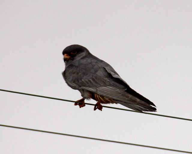 Amur Falcon