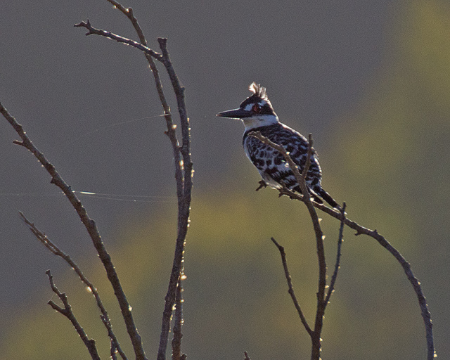 Pied Kingfisher