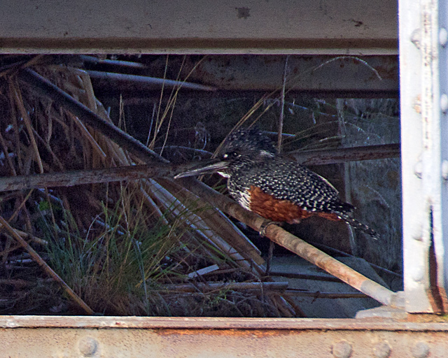giant kingfisher