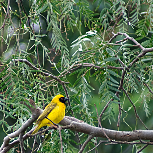Southern Masked Weaver