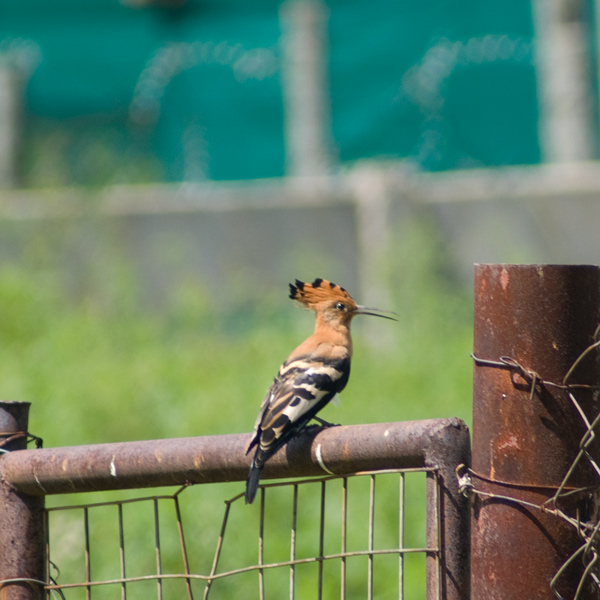 hoopoe.jpg