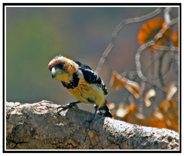barbet12.jpg