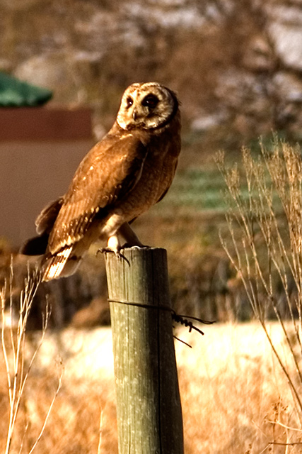 owl.jpg