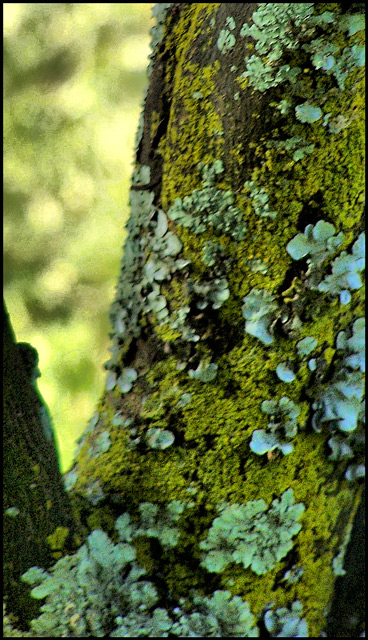 tree.jpg