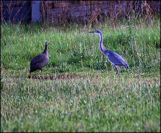 heron.jpg