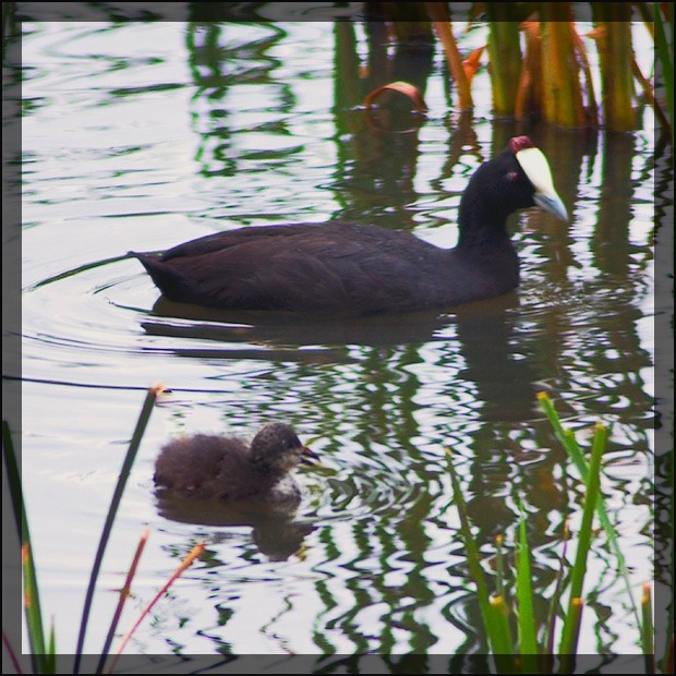 Red Knobbed Coot