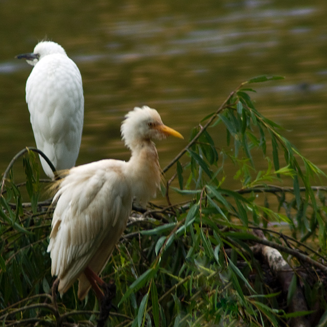 egret.jpg