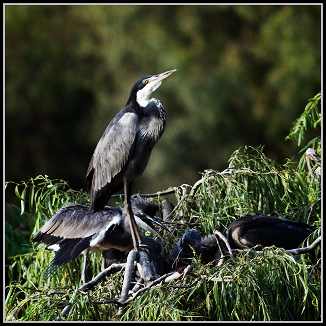 Black headed heron with young.