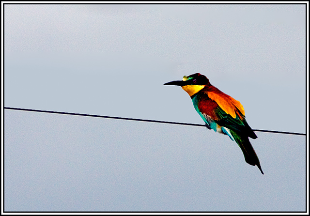 European Bee-Eater