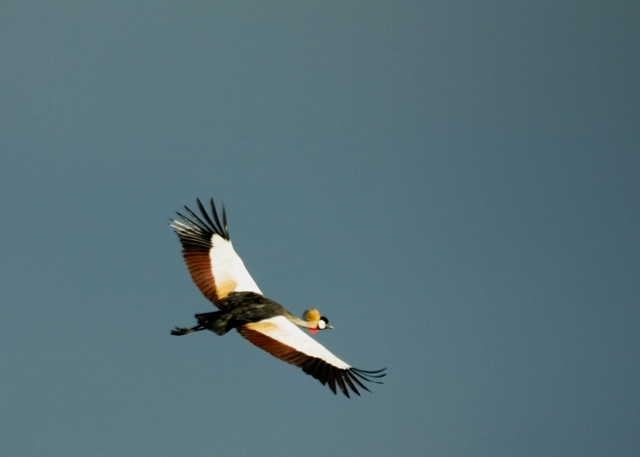 crane1f.jpg