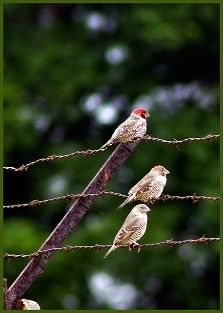 Red Headed Finch