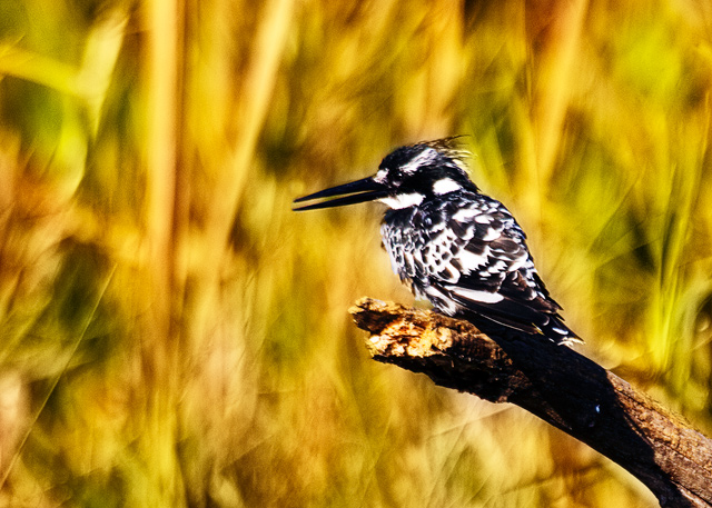 Pied Kingfisher