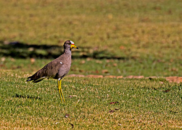 Wattled Lapwing