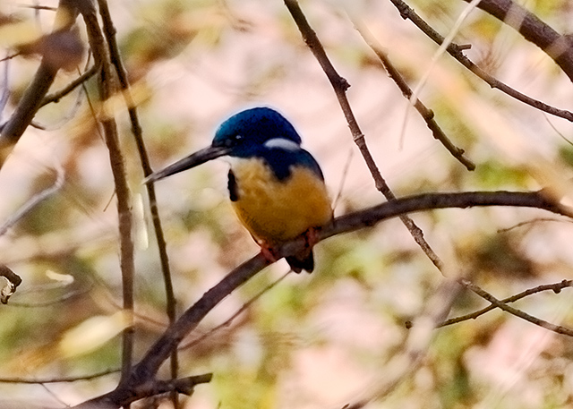half collared kingfisher