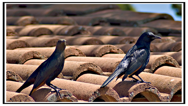 redwing starlings