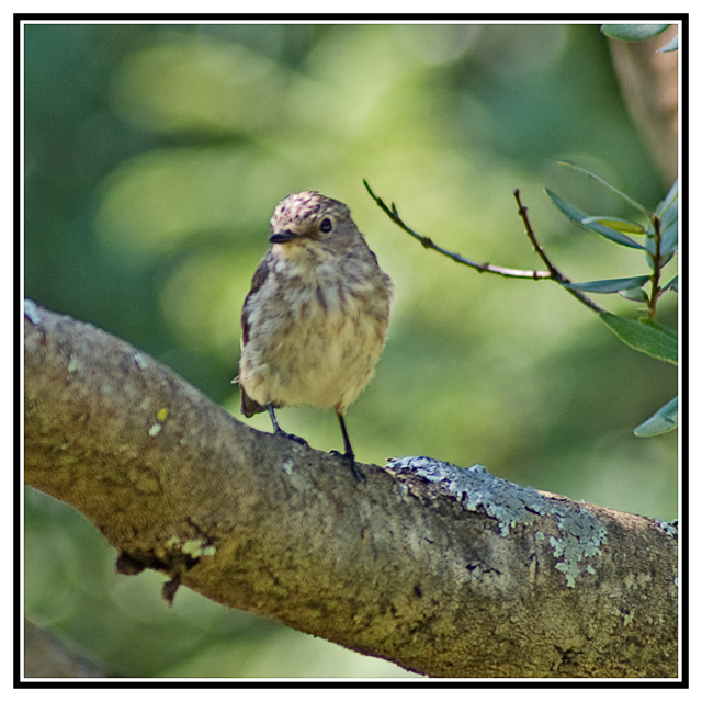 spotted flycatcher
