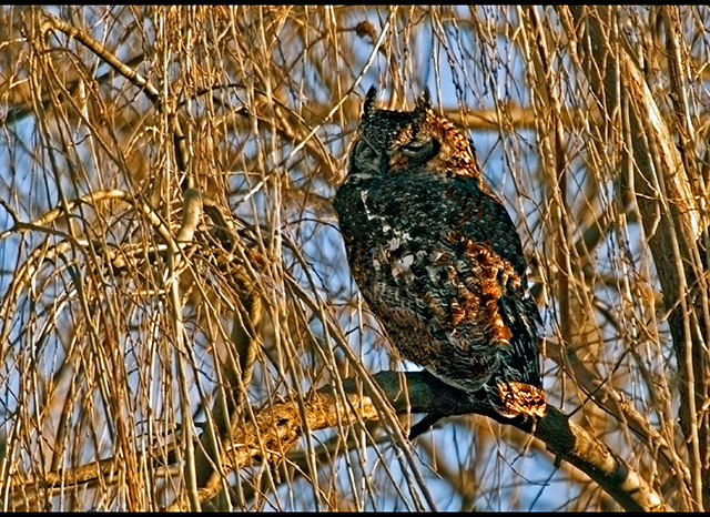 owl.jpg